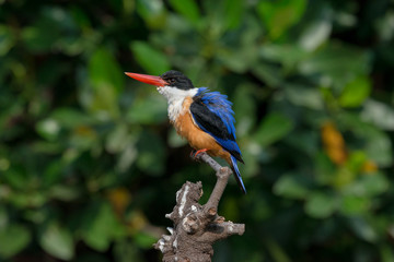 Black-Capped Kingfisher, usually seen on coastal waters and especially in mangroves, it is easily disturbed, but perches conspicuously and dives to catch fish but also feeds on large insects.
