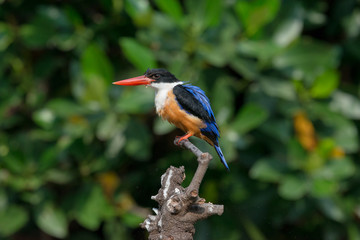 Black-Capped Kingfisher, usually seen on coastal waters and especially in mangroves, it is easily disturbed, but perches conspicuously and dives to catch fish but also feeds on large insects.
