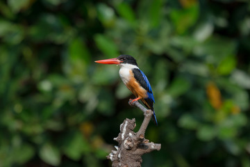 Black-Capped Kingfisher, usually seen on coastal waters and especially in mangroves, it is easily disturbed, but perches conspicuously and dives to catch fish but also feeds on large insects.