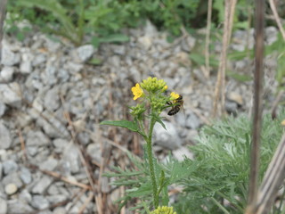 yellow flowers on green background