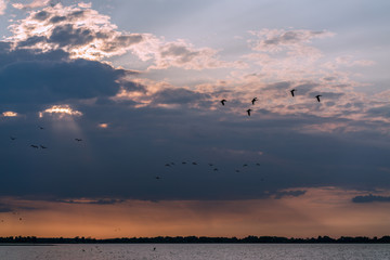Population of wild geese at Guelper See in Germany