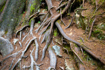 roots of life