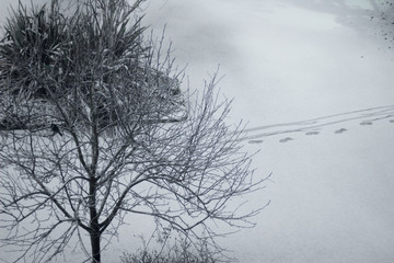 tree in winter