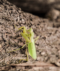 Mantis on a log acacia. Mantis looking at the camera. Mantis insect predator