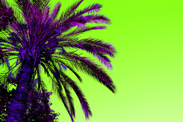 Dark Purple palm tree against green sky.  Concept art, creative colorful minimalism. Tropical Tree. Copy space for tex