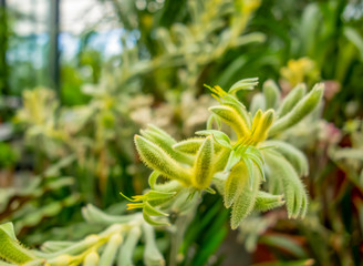 green spiky blossoms