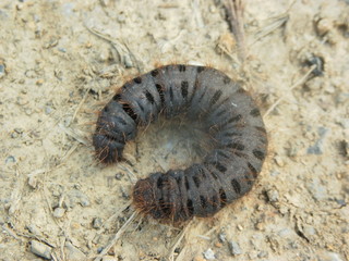 caterpillar on leaf