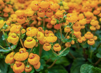 yellow slipper flowers
