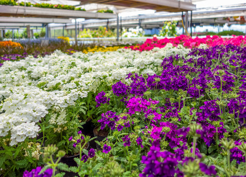 greenhouse scenery