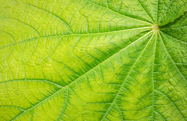 Obraz premium green leaf detail