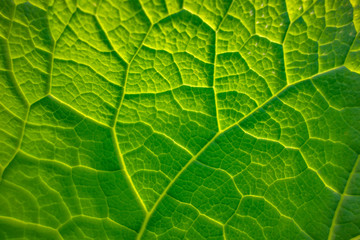 green leaf detail