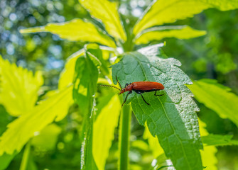Soldier beetle