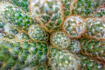 cactus closeup