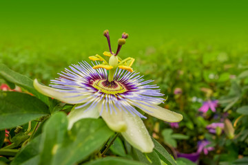 passion flower