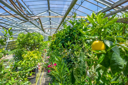 greenhouse scenery