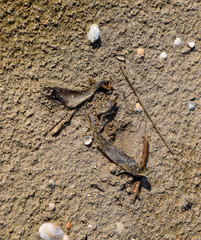 Dead fish on the beach. The fish on the sand died and dried up