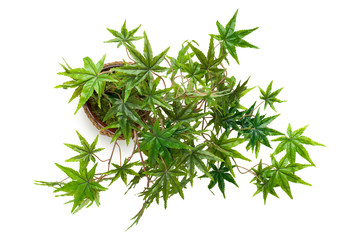 Artificial cannabis plant isolated on white background