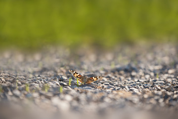 A butterfly in the sunlight on a pebble ground