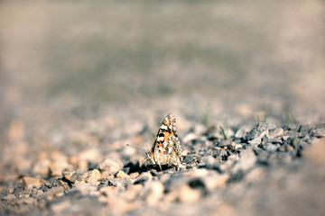 A butterfly in the sunlight on a pebble ground