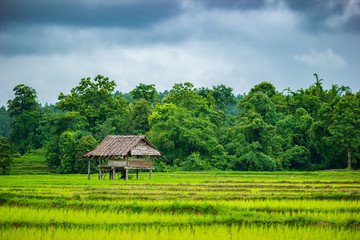 Cottage in the rice fields. Grey overcast sky in the rainy season. Copy space for text. Concept of...