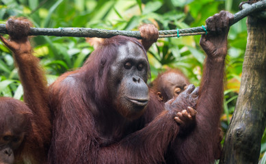 Portrait of orangutan family: mother and her curious cub sitting on the tree playing and looking with interest clever eyes. Borneo.