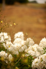 white flowers on tree