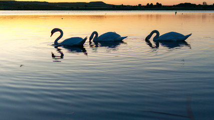 birds on the lake. Gang, group of swans on a lake at sunrise. Utxesa lake