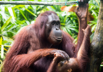 Portrait of orangutan family: mother and her curious cub sitting on the tree playing and looking with interest clever eyes. Borneo.