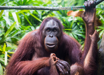 Portrait of orangutan family: mother and her curious cub sitting on the tree playing and looking with interest clever eyes. Borneo.