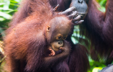 Portrait of young cute curious baby orangutan with clever eyes looking with interest. Borneo.