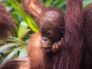 Portrait of young cute curious baby orangutan with clever eyes looking with interest. Borneo.