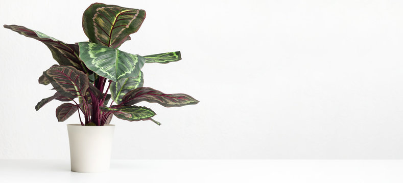 Maranta houseplant over white wall, empty space