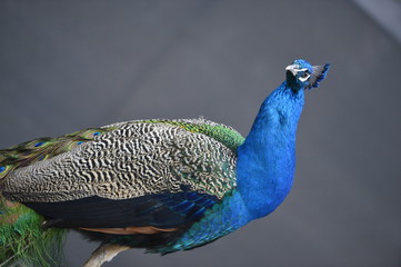 Naklejka premium animal