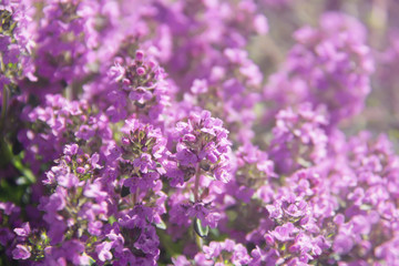 Thymus in bloom. Lilac flowers of Thyme in a summer meadow. Nature background close-up