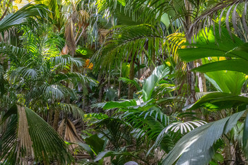 UNESCO world natural heritage Vallee de Mai with coco de mer palms on Seychelles island Praslin