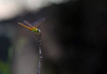 Dragonfly on top of a branch in the forest.