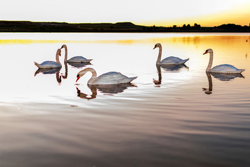 flock of birds on the lake. Gang, group of swans on a lake at sunrise. Utxesa lake