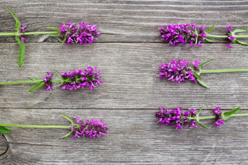 Betonica officinalis,common names betony, purple betony, common hedgenettle - flowering plant isolated on wood background. Medicinal plants.Empty space for your text.