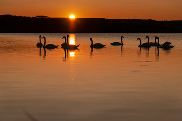 Gang, group of swans on a lake at sunrise. Utxesa lake