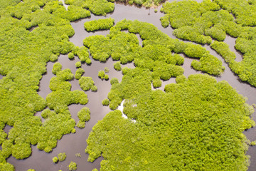 Mangroves with rivers in the Philippines. Tropical landscape with mangroves and islands. Coast of the island of Siargao.