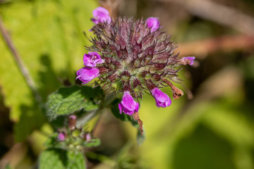 Close-up of flower with purple blossom