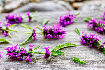 Betonica officinalis,common names betony, purple betony, common hedgenettle - flowering plant isolated on wood background. Medicinal plants.Empty space for your text.