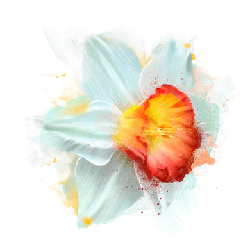 White Narcissus, like a light feather. Close-up on a white background. With the spray paint. Bright colorful expressive artistic image