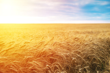 Field of wheat and sun with blue cloud sky
