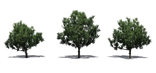Set of Bradford Pear trees in the summer with shadow on the floor - isolated on white background