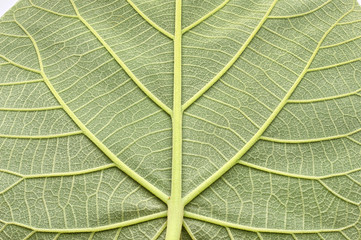 texture of a green leaf of a large Paulownia tree