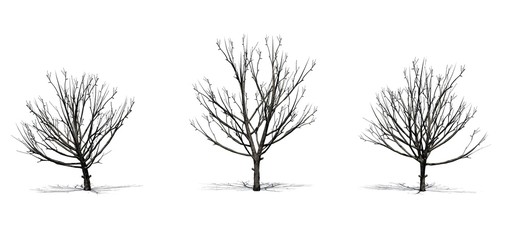Set of Bradford Pear trees in the winter with shadow on the floor - isolated on white background