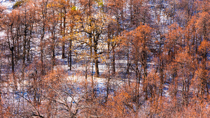 Fototapeta na wymiar Beautiful landscape of the beginning of winter - oak grove in the high hills. Trees with bright yellow and orange leaves and fresh snow falling