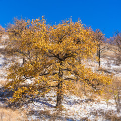 Fototapeta premium Beautiful landscape of the beginning of winter - Oak with orange leaves on a background of a slope with freshly fallen snow