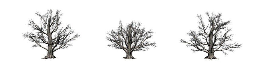 Set of European Beech trees in the winter - isolated on white background
